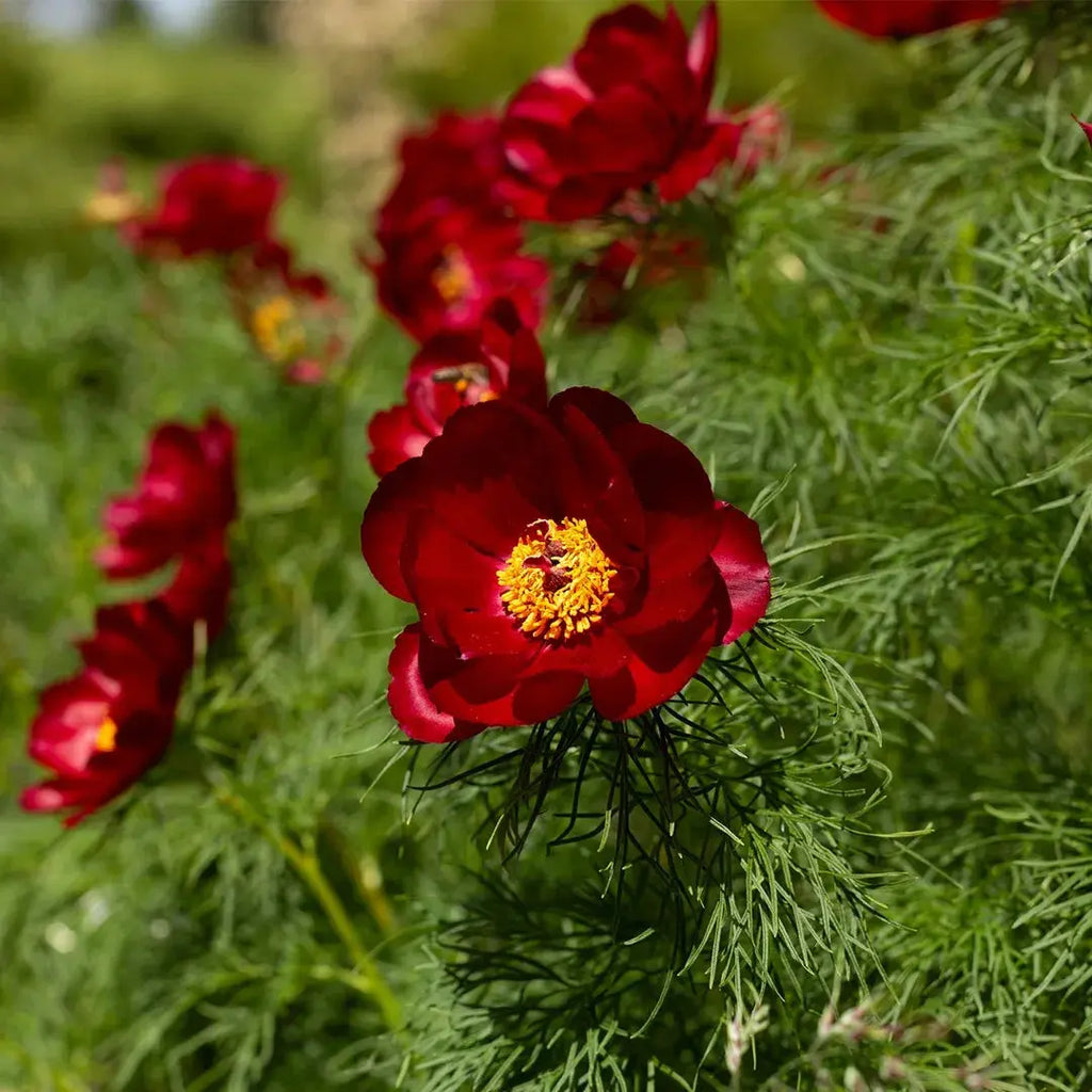 Double Flowering Fernleaf Peony Seeds for Planting heirloom & Non-GMO Seeds