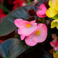 Heirloom Non-GMO Light Pink Begonia Flower Seeds for Planting – Shade-Loving Blooming Seeds