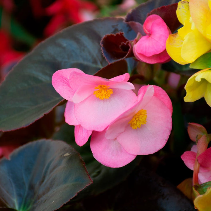 Heirloom Non-GMO Light Pink Begonia Flower Seeds for Planting ƒ?? Shade-Loving Blooming Seeds