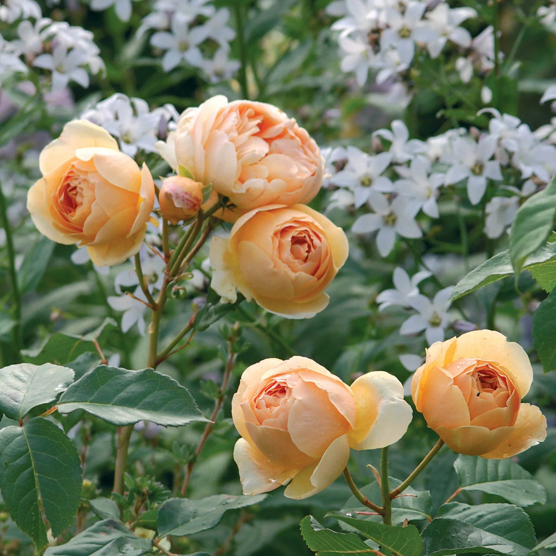Rose (Rose scientific name) for planting in garden