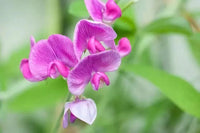 Sweet Pea Flower Seeds for Planting, 100 pcs