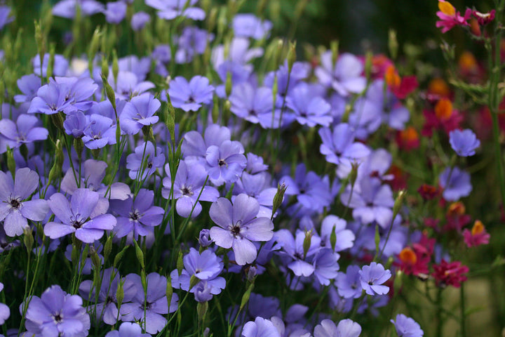 Blue Oculata Flower Seeds for Planting - NON GMO Seeds