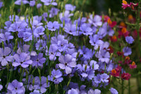 Blue Oculata Flower Seeds for Planting - NON GMO Seeds