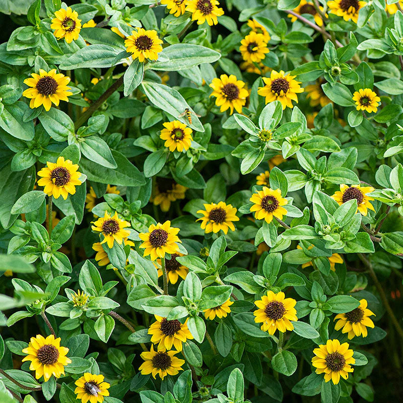 Yellow Creeping Zinnia Flower Seeds for Planting – Vibrant Ground Cover, Non-GMO, Heirloom Seeds