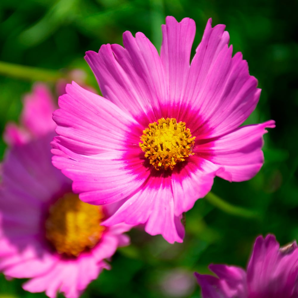 Cosmos Popsocks Pink Flower Seeds for Planting – Vibrant Blooms, Non-GMO, Heirloom