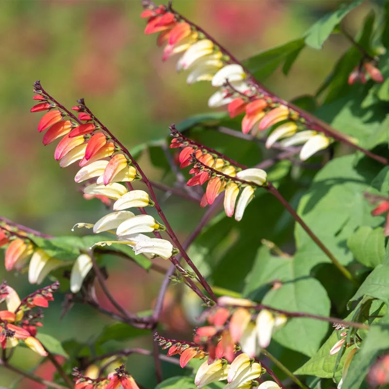 Heirloom Mina Lobata Plant Seeds for Garden Planting, Non-GMO, Exotic Climbing Blooms for Trellises