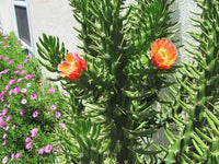 Green Austrocylindropuntia Plant Seeds for Planting - NON GMO Seeds