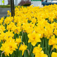 Yellow Daffodils Flower Seeds for Planting – Non-GMO, Heirloom, Spring Blooms
