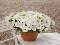 White Petunia Wave Flower Seeds for Garden Planting - Heirloom, NON-GMO Seeds - Easy to Grow Blooms