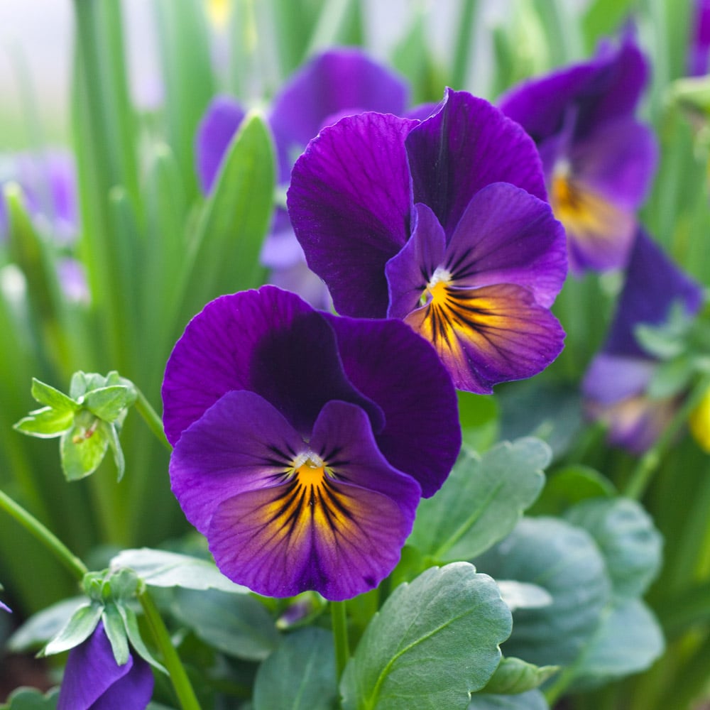 Non-GMO (Non-GMO scientific name) for planting in garden