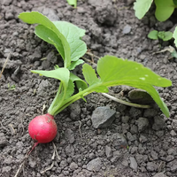 Organic Confetti Mix Cherry Radish Seeds for Planting heirloom & Non-GMO Seeds