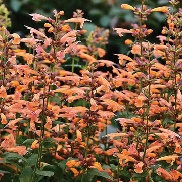 Heirloom Non-GMO Agastache Arizona Sunset Flower Seeds for Planting – Fragrant Drought-Tolerant Blooms - Non-GMO for planting in home garden