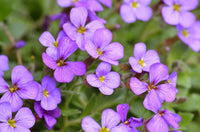Aubrieta Flower Seeds for Planting 100 pcs