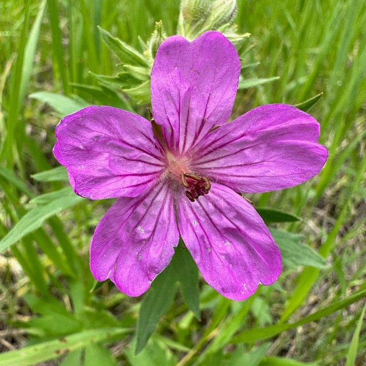 Heirloom Non-GMO Geranium viscosissimum Flower Seeds for Planting â€“ Vibrant Garden Blooms