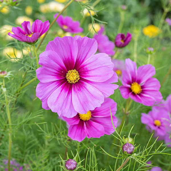 Heirloom Bicolor Cosmos Peppermint Twist Flower Seeds for Planting – Vibrant Garden Blooms