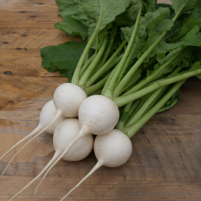 Seventop Turnip vegetable seeds for Planting - heirloom & Non-GMO Garden Seeds
