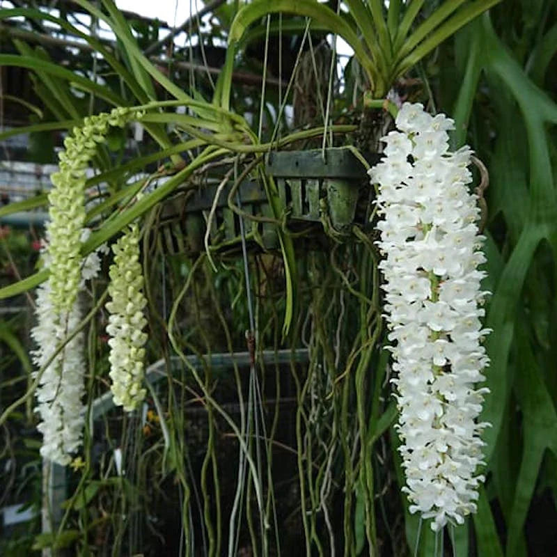Rhynchostylis Retusa Alba Flower Seeds – Heirloom Non-GMO Seeds for Exotic Orchid Garden Planting