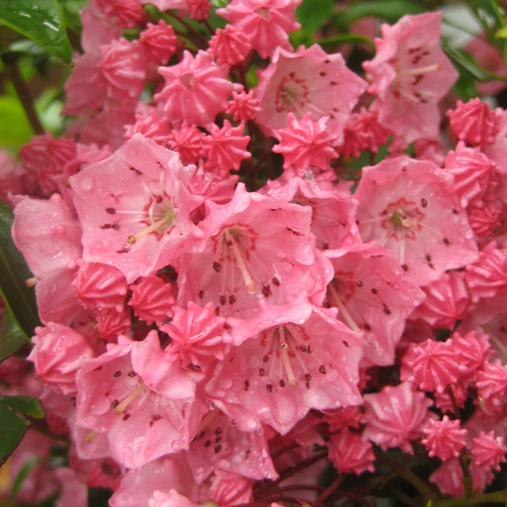 Pink Kalmia Flower Seeds for Planting - NON GMO Seeds