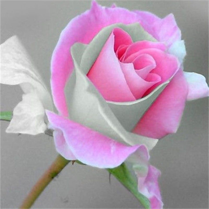 Green Pink Rose Heirloom Seeds for Planting - Non-GMO Garden Seeds for Your Home Garden