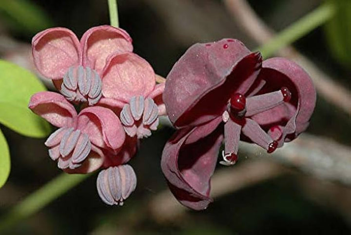 Akebia Flower Seeds for Planting, Fresh - NON GMO Seeds