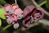 Akebia Flower Seeds for Planting, Fresh - NON GMO Seeds