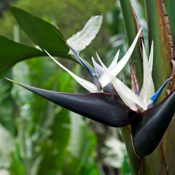 Strelitzia Flower Seeds for Planting, 100 Pcs pcs