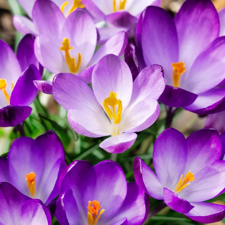 Heirloom Non-GMO Purple Colchicum Flower Seeds for Autumn Garden Planting