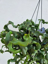 Green Epiphyllum Seeds for Planting - NON GMO Seeds