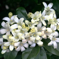 White Murraya Paniculata Seeds – Heirloom, Non-GMO Flower Seeds for Planting Fragrant Blooms