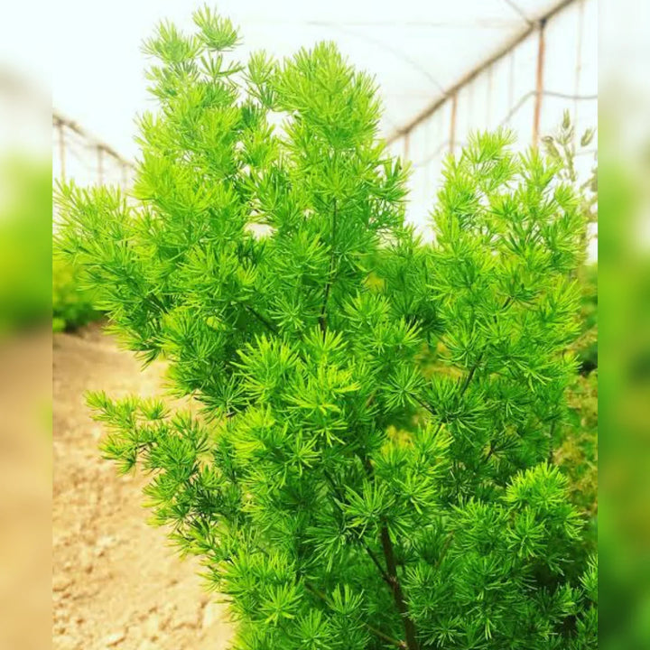 Myriocladus Plant Seeds – Heirloom Non-GMO Ornamental Bamboo Seeds for Lush Garden Growth