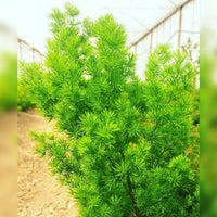 Myriocladus Plant Seeds – Heirloom Non-GMO Ornamental Bamboo Seeds for Lush Garden Growth