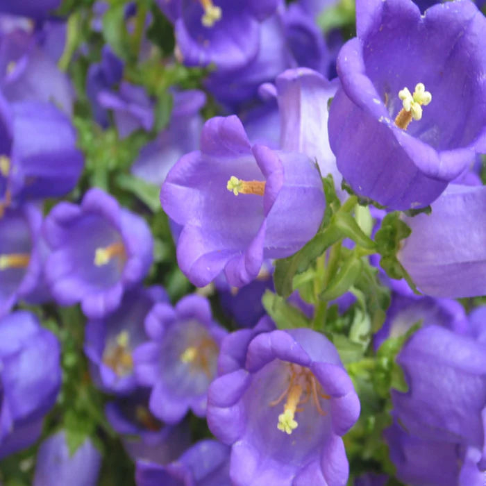 Heirloom Non-GMO Purple Abutilon Striatum Flower Seeds for Planting