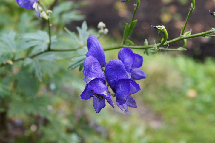 Heirloom Blue Aconitum Napellus Flower Seeds for Planting, Non-GMO
