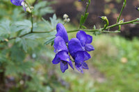 Heirloom Blue Aconitum Napellus Flower Seeds for Planting, Non-GMO