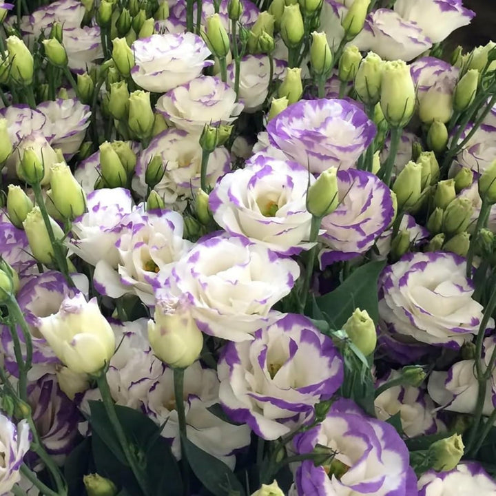 Heirloom Non-GMO Purple White Texas Bluebell Flower Seeds for Garden Planting – Elegant Southern Blooms