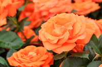Orange Promise Rose Plant Seeds for Planting - Heirloom Non-GMO Garden Seeds for Growing