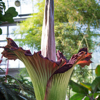 Heirloom Non-GMO Amorphophallus Flower Seeds for Rare and Exotic Garden Planting