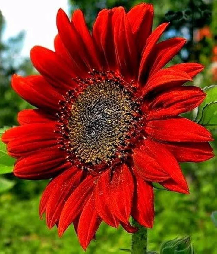 Red Sunflower Seeds for Planting – Bright Ornamental Blooms, Non-GMO Garden Flower Seeds