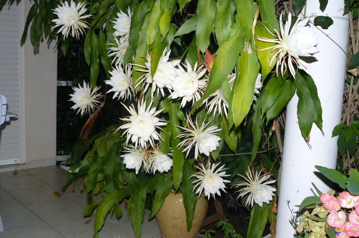 Heirloom White Epiphyllum Oxypetalum Flower Seeds – Non-GMO Night Blooming Garden Seeds