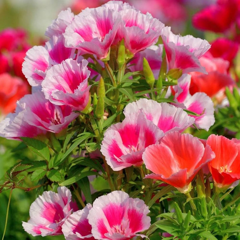 Heirloom Godetia Flower Seeds for Garden Planting, Non-GMO, Colorful Blooms for Cut Flowers