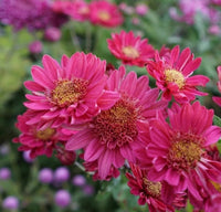 Fresh Chrysanthemum Flower Seeds for Planting - NON GMO Seeds