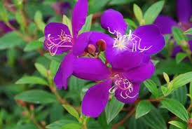 Purple Tibouchina Flower Seeds for Planting - NON GMO Seeds