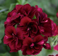 Burgundy Geraniums Heirloom Non-GMO Seeds for Planting