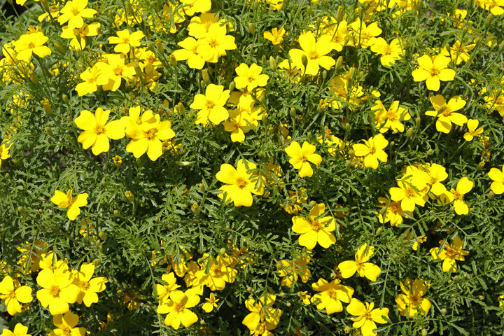 Yellow Lemon Marigold Flower Seeds – Heirloom Non-GMO Seeds for Garden Planting
