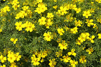 Yellow Lemon Marigold Flower Seeds – Heirloom Non-GMO Seeds for Garden Planting