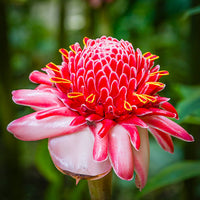 Heirloom Non-GMO Brown Ginger Flower Seeds for Garden Planting – Rare Exotic Blooms Variety