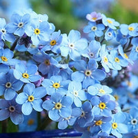 Myosotis Flower Seeds Fresh for Planting NON GMO Seeds