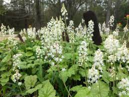 Green Tiarella Plant Seeds for Planting - 100 pcs seeds for planting in home garden