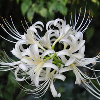 Radiata (Radiata scientific name) for planting in garden