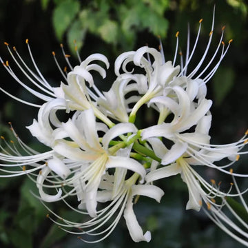 Radiata (Radiata scientific name) for planting in garden